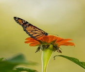 2022 09 17 LongFellowGarden 068